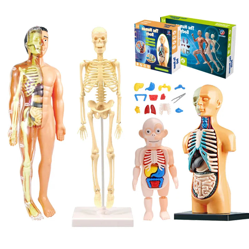 BodyQuest: Kids' Anatomy Explorer Toy