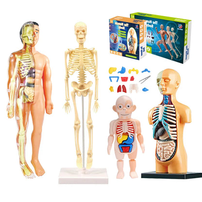 BodyQuest: Kids' Anatomy Explorer Toy