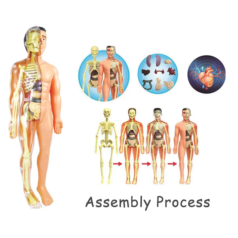 BodyQuest: Kids' Anatomy Explorer Toy